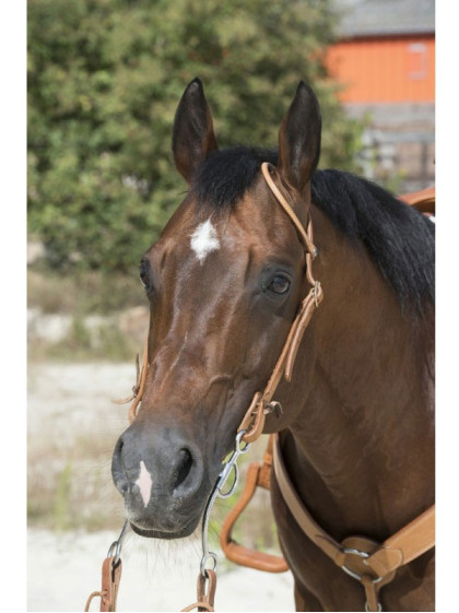 Bridon 1 oreille Westride by Franck Perret