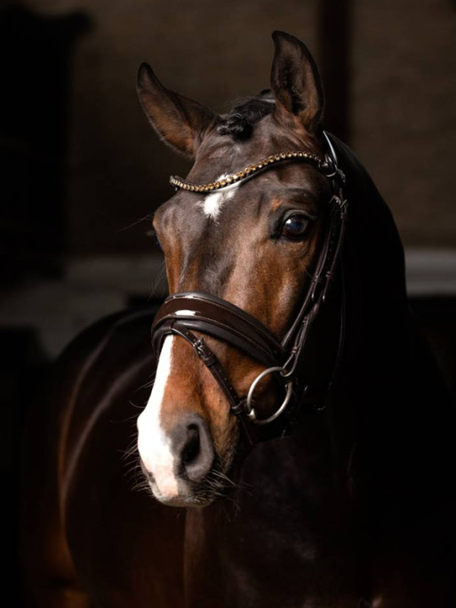 Bridon dressage Kudos Patent LeMieux