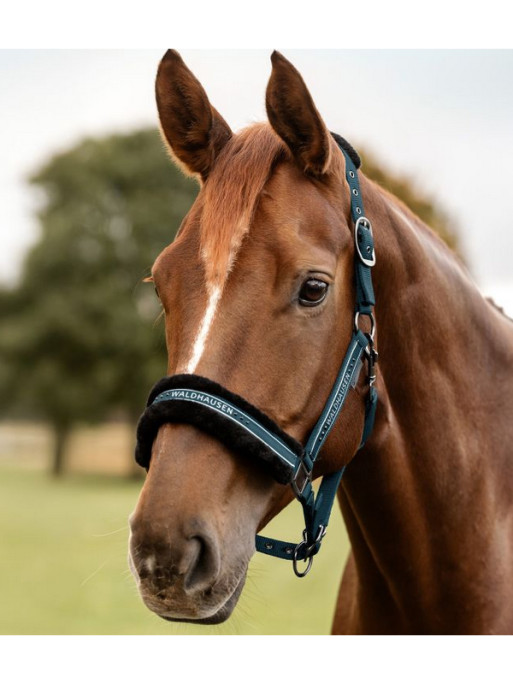 Licol élégant Waldhausen