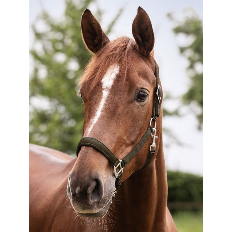 Licol Satin Waldhausen