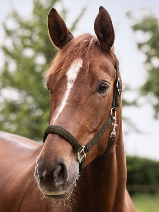 Licol Satin Waldhausen