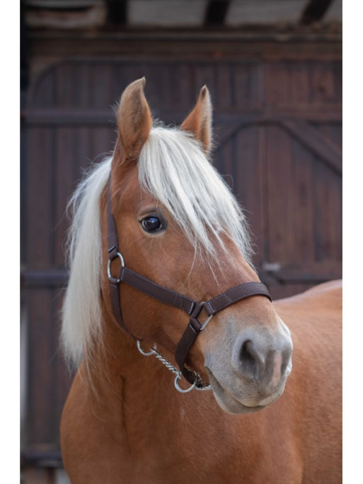 Licol cheval de trait Norton