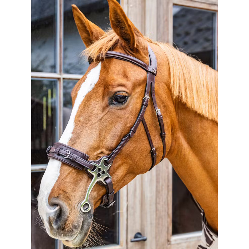 Hackamore New English Collection Dy'on