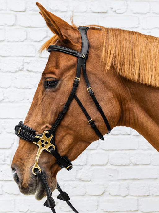 Hackamore D Collection Dy'on