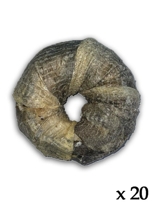 Donuts avec peau de poisson (lot de 20)