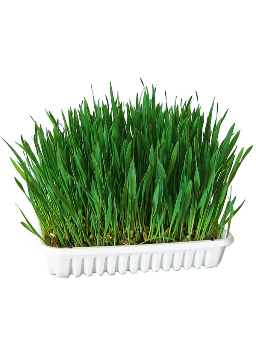 Herbe à chat 100g Kerbl