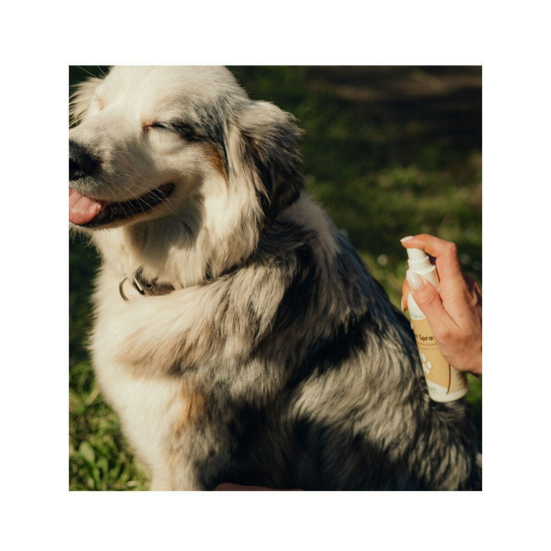 Spray assainissant Cicanat 125ml Nutragile