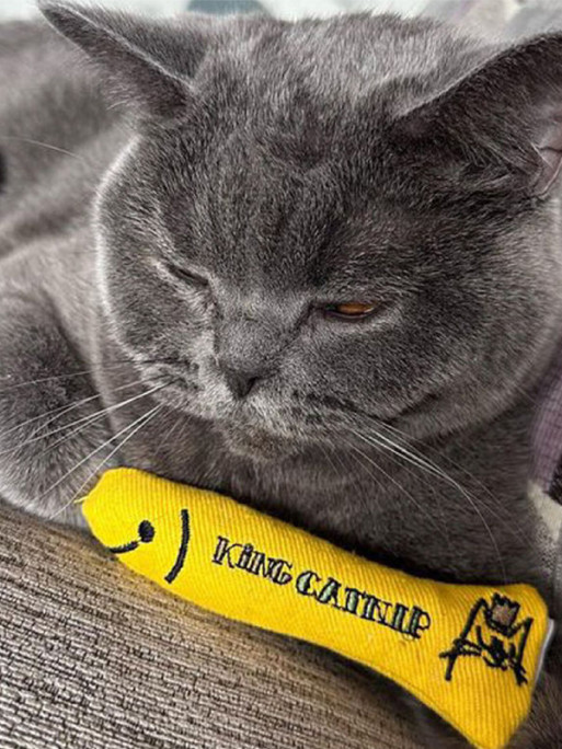 Jouet Hareng 11.5cm King Catnip