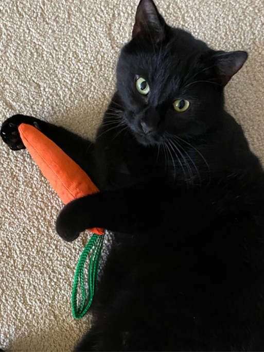 Jouet carotte 26cm King Catnip
