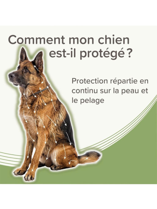 Collier médicamenteux 4.5g + 2.03g chien Beaphar