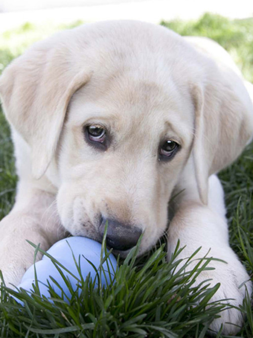 Jouet puppy Kong