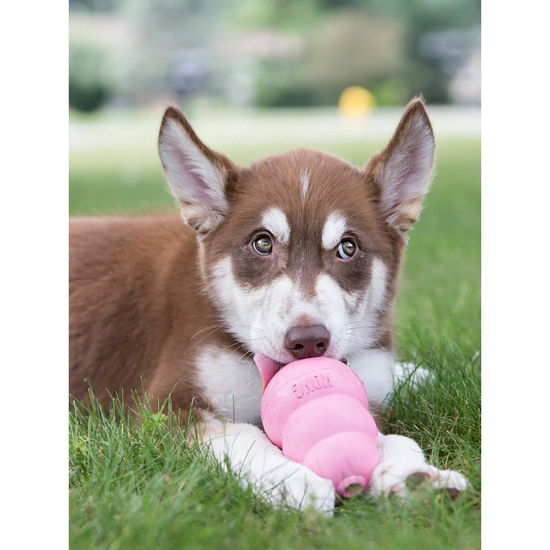 Jouet puppy Kong