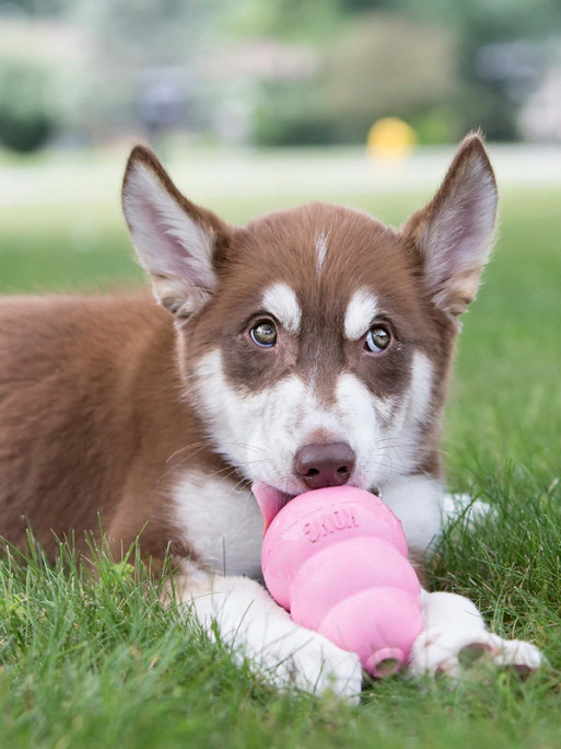 Jouet puppy Kong