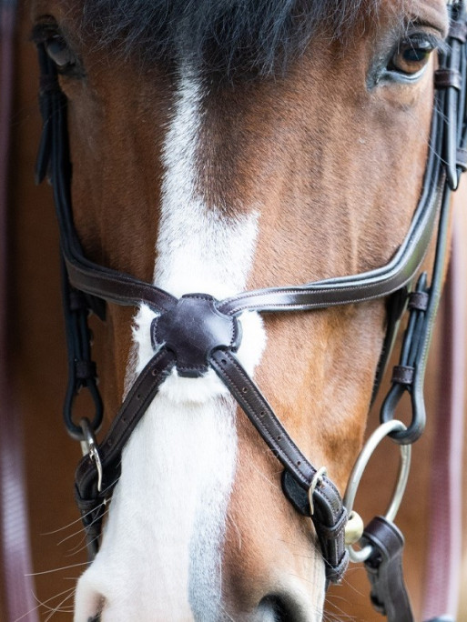 Bridon Evolution muserolle croisée Origin Jump'In