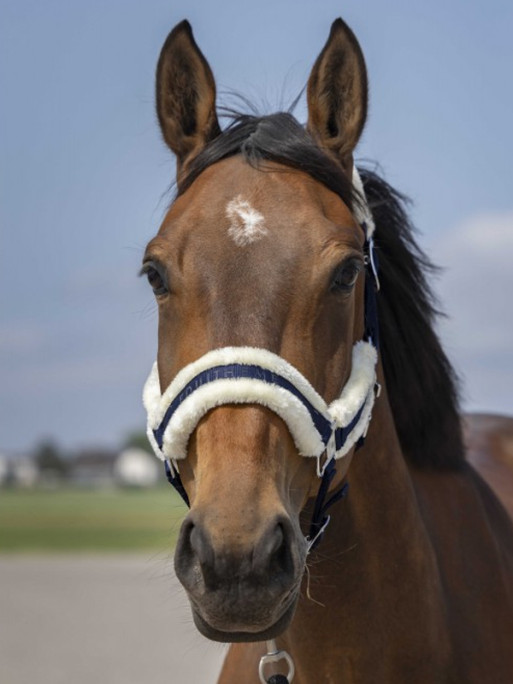 Licol nylon mouton Equi-Thème