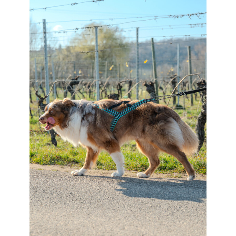 Harnais Olympia Cani Gear