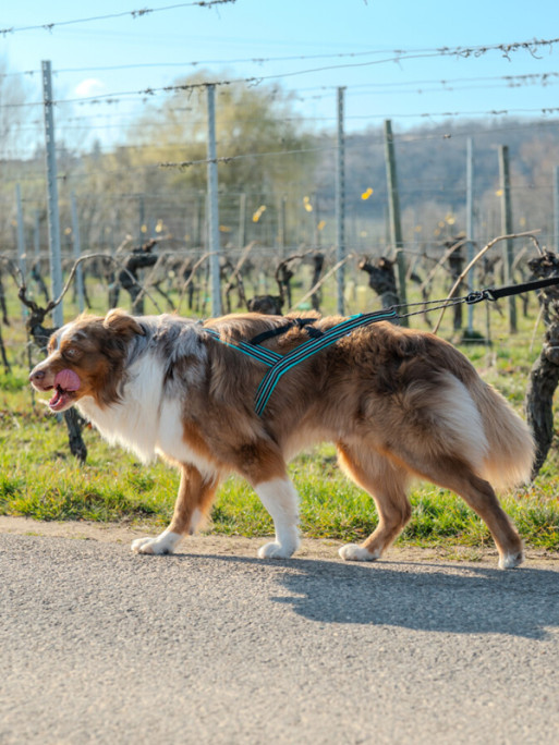 Harnais Olympia Cani Gear