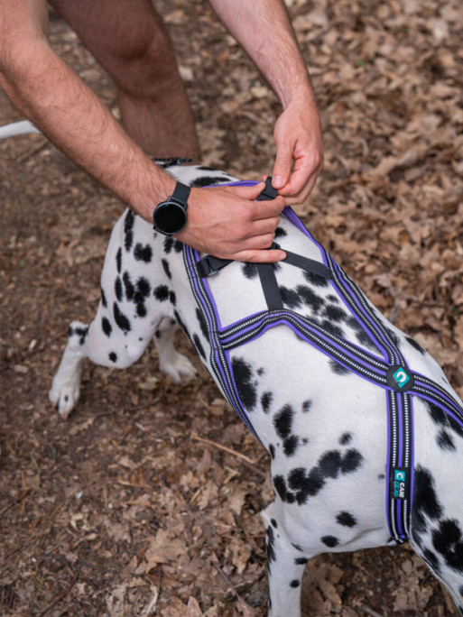 Harnais Olympia Cani Gear
