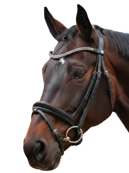 Bridon Valegro Canter