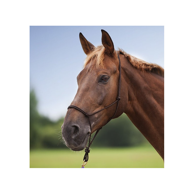 Licol éthologique doux