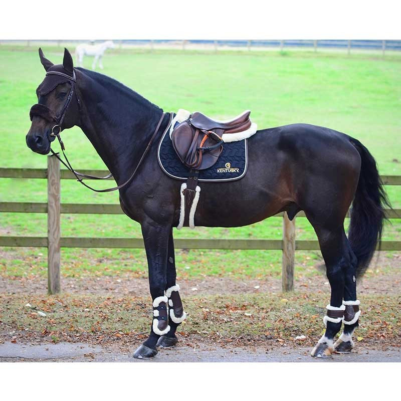 Sangle anatomique cuir et mouton Kentucky