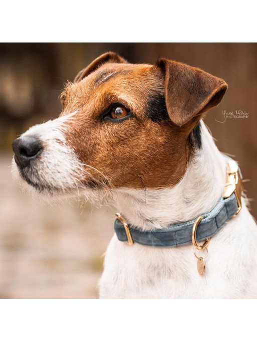 Collier chien velour Velvet Kentucky Collier chien velour Velvet Kentucky