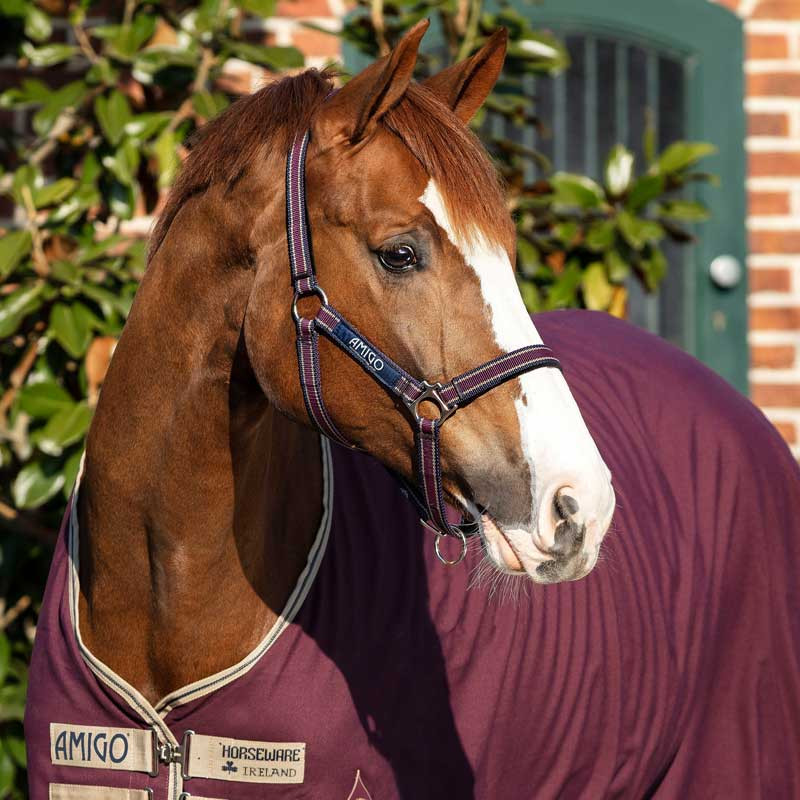 Licol Amigo Horseware