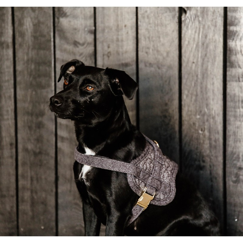 Harnais pour chien Body Safe Kentucky