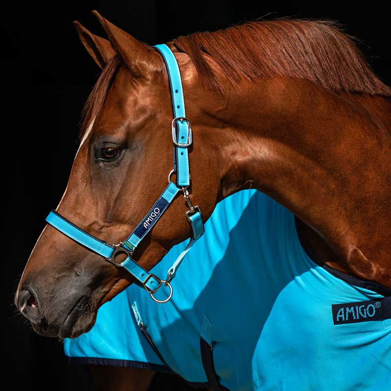 Licol Amigo Horseware