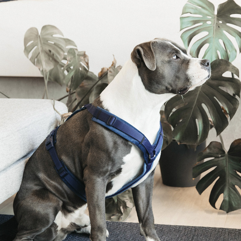 Harnais pour chien Velvet Kentucky