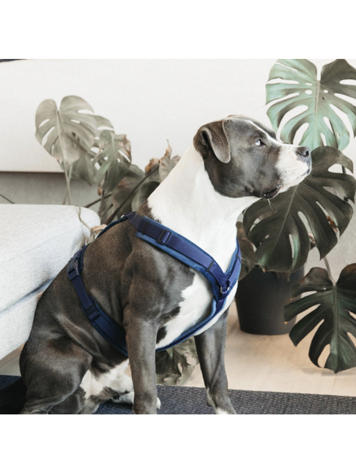 Harnais pour chien Velvet Kentucky Harnais pour chien Velvet Kentucky