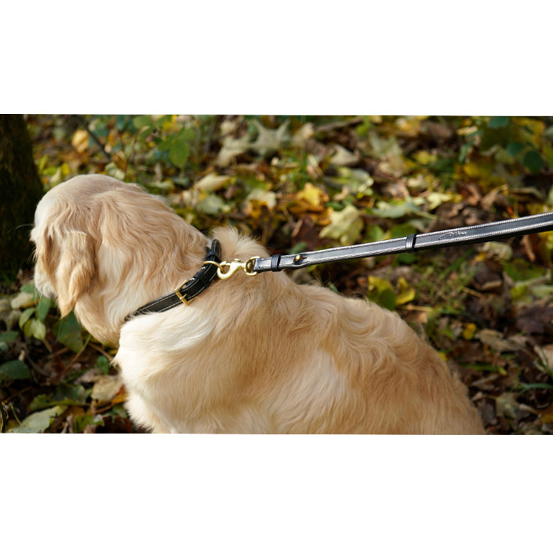 Laisse ajustable pour chien Dy'on