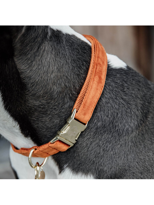 Collier Velvet Velours Kentucky Collier Velvet Velours Kentucky