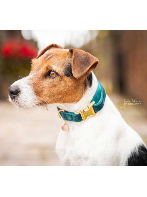 Collier chien velour Velvet Kentucky Collier chien velour Velvet Kentucky
