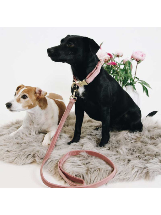 Collier chien velour Velvet Kentucky Collier chien velour Velvet Kentucky
