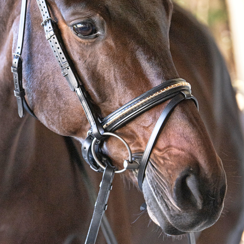Muserolle combinée clincher doré Equiline portée 1