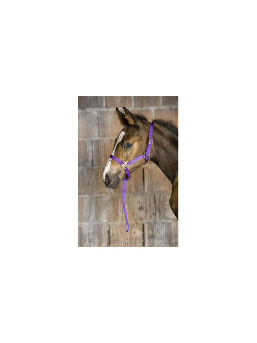 Licol foal nylon