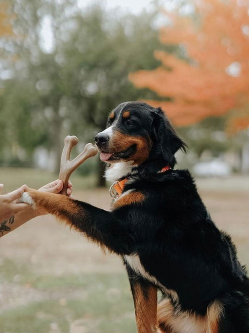 Jouet à mâcher Wishbone Benebone
