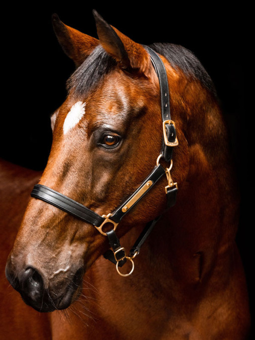 Licol en cuir rembourré Horseware