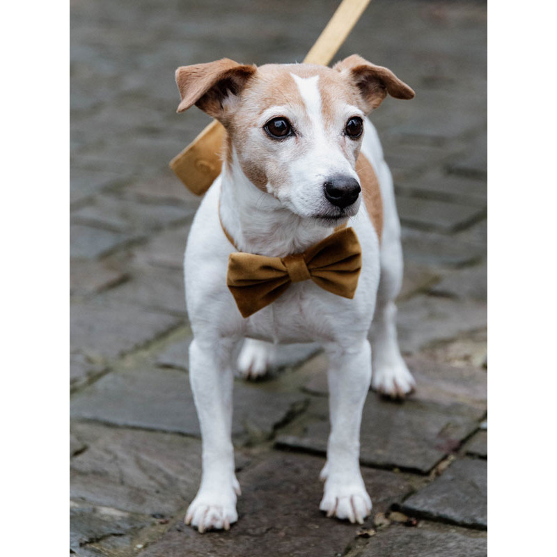 Noeud papillon velvet Kentucky