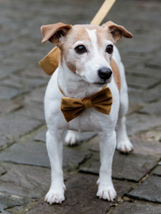 Noeud papillon velvet Kentucky