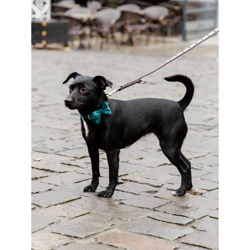 Noeud papillon velvet Kentucky Noeud papillon velvet Kentucky