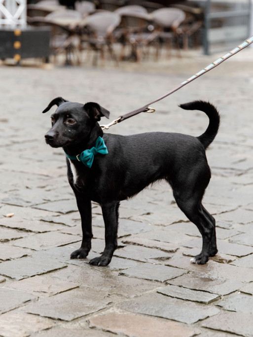 Noeud papillon velvet Kentucky Noeud papillon velvet Kentucky