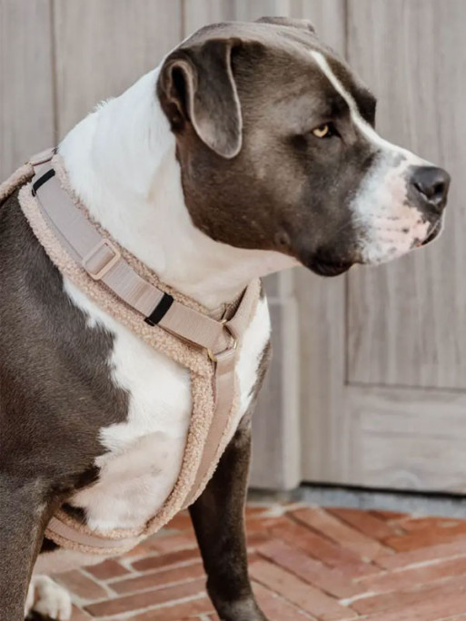 Harnais pour chien Active Teddy Fleece Kentucky