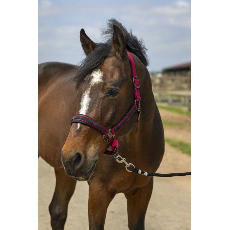 Licol nylon strass Equithème
