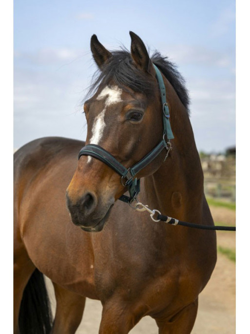 Licol nylon strass Equithème